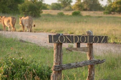 Londolozi entrance 01 scaled e1772710864352.jpg