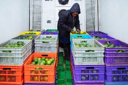 Sokofresh cold storage transforming energy access 3.jpg