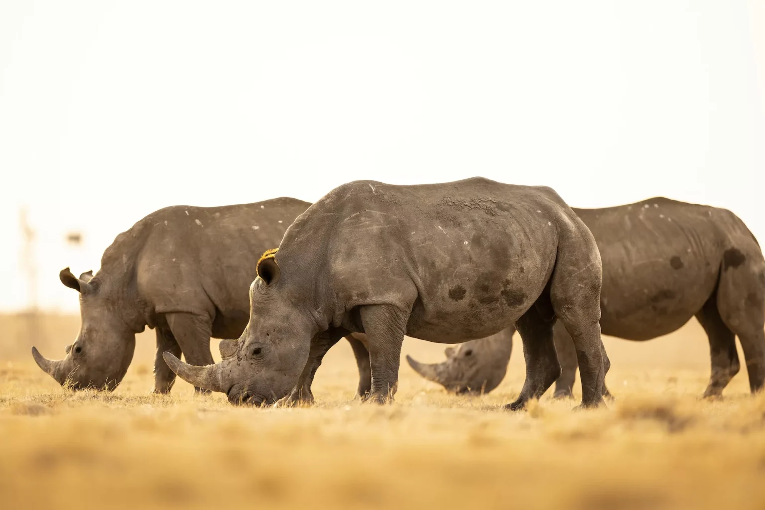 White rhino to be released over 10 years brent stirton and african parks.webp.webp