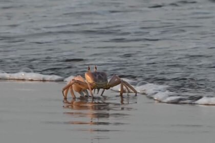 050826 SB crabwalk social.jpg