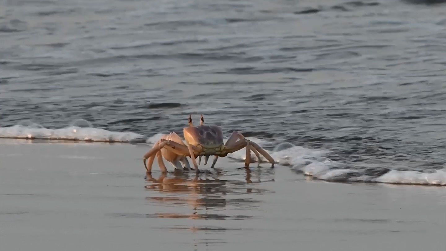 050826 SB crabwalk social.jpg