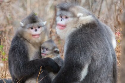 051226 JB primates main.jpg