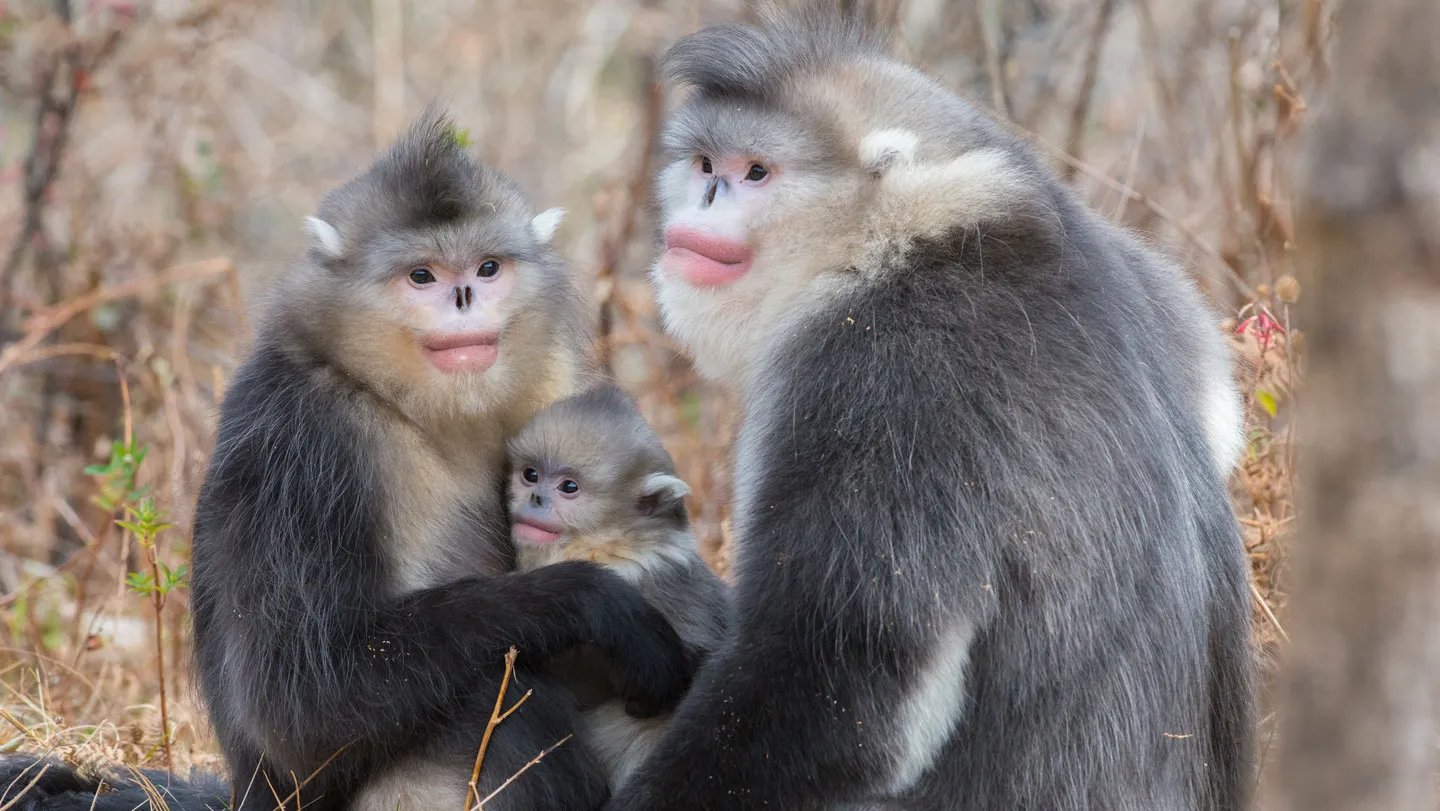 051226 JB primates main.jpg