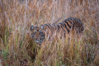 1280px Bengal tiger at Tadoba Andhari Tiger Reserve Maharashtra India.webp.webp