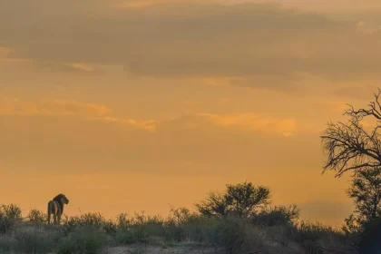1280px Kalahari in Kgalagadi Transfrontier Park South Africa 2.webp.webp