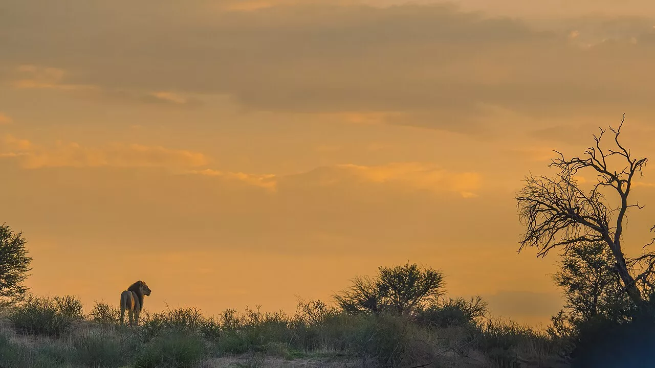 1280px Kalahari in Kgalagadi Transfrontier Park South Africa 2.webp.webp
