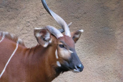 1280px Mountain Bongo 3267286491.webp.webp