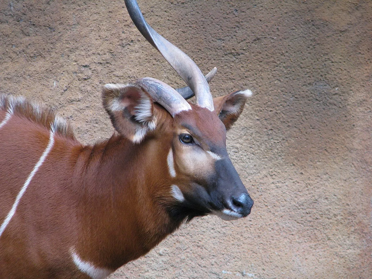 1280px Mountain Bongo 3267286491.webp.webp