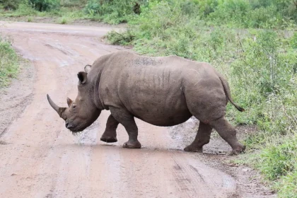 1280px Rhinoceros in Hluhluwe–Imfolozi Park 01.webp.webp