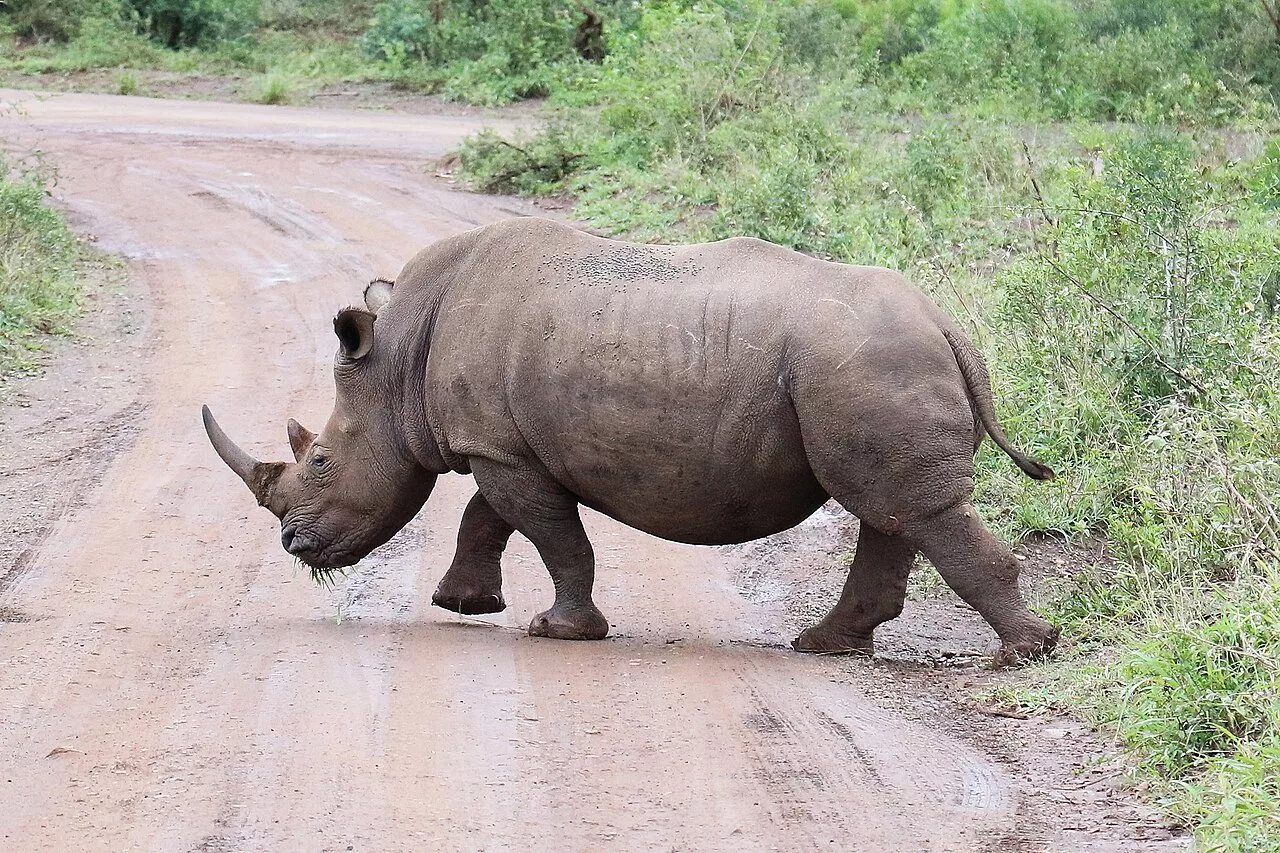 1280px Rhinoceros in Hluhluwe–Imfolozi Park 01.webp.webp