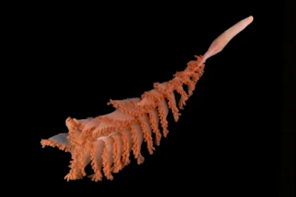 Copy of 9 Mystery Ridge Sea Pen Credit Paul Satchell The Nippon Foundation Nekton Ocean Census Schm.webp
