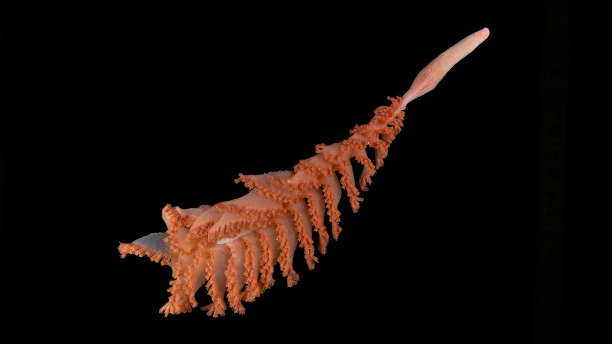 Copy of 9 Mystery Ridge Sea Pen Credit Paul Satchell The Nippon Foundation Nekton Ocean Census Schm.webp