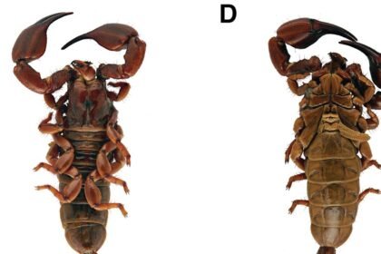 Urodacus yaschenkoi 10.3897 evolsyst.3.37464 Figure 64 cropped.jpg