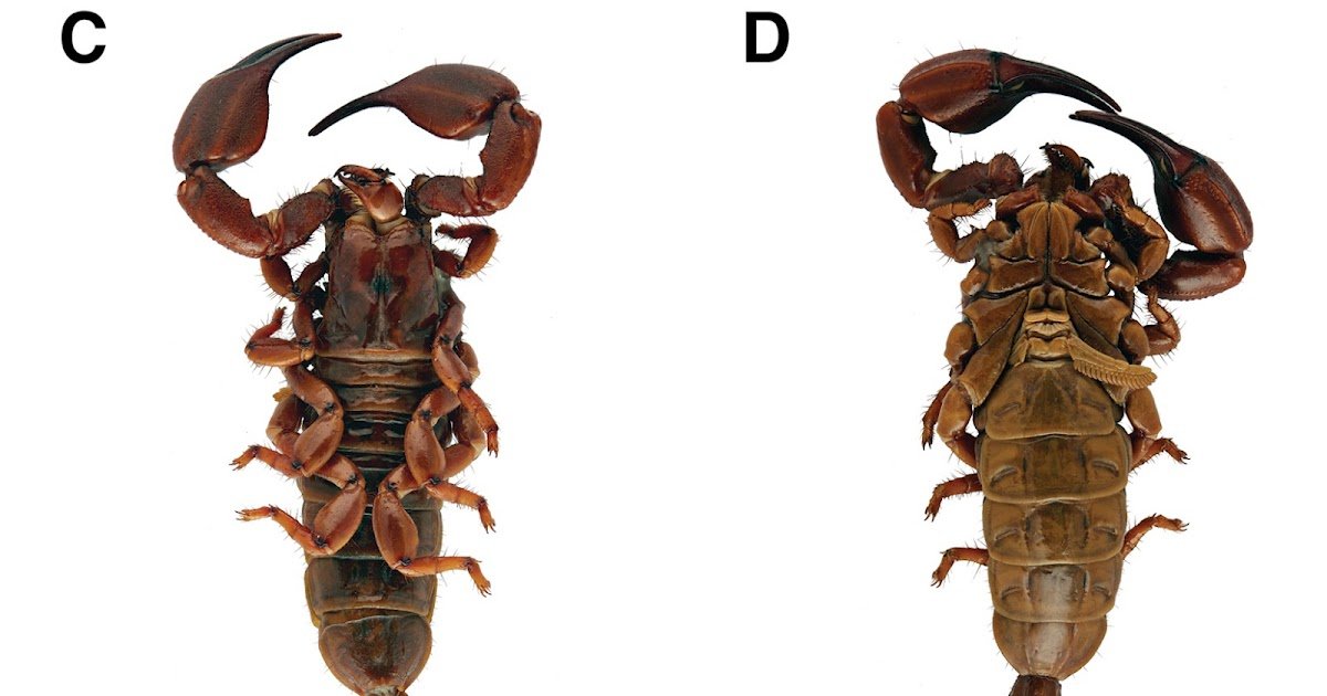 Urodacus yaschenkoi 10.3897 evolsyst.3.37464 Figure 64 cropped.jpg
