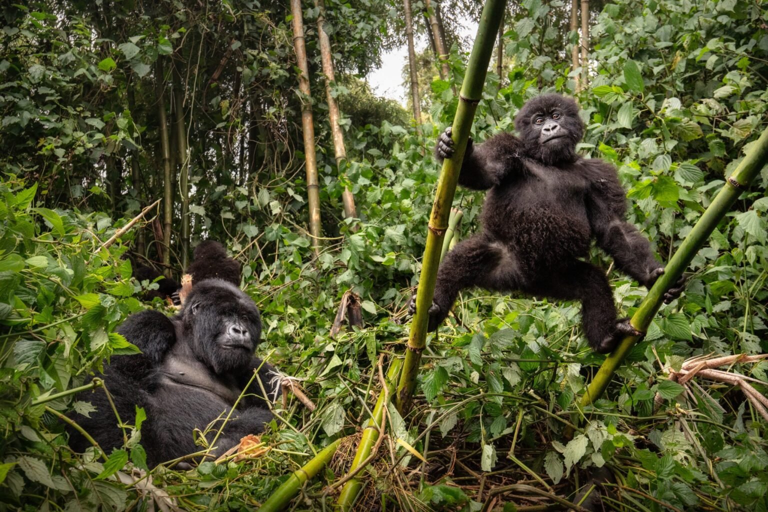 Wild mountain gorilla in their natural habitat 231659715 scaled.jpeg