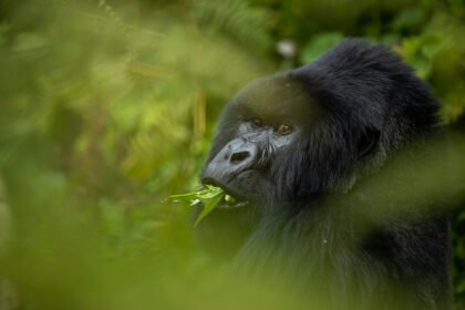 Africa up close by rhino africa gorillas nest rwanda 149.jpg