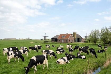 Farm cattle cows.jpg