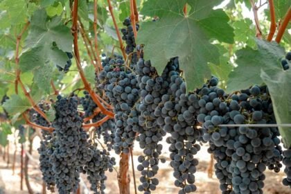 Grapes vineyard wine.jpg