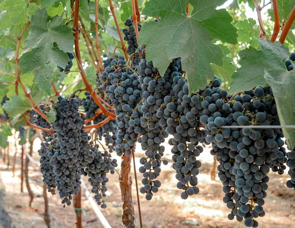 Grapes vineyard wine.jpg