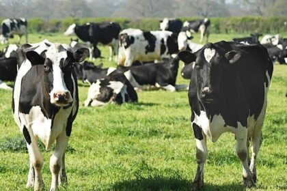 Livestock cows cattle.jpg