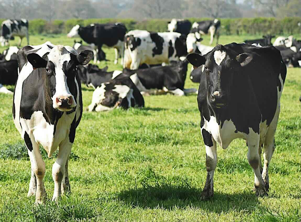 Livestock cows cattle.jpg