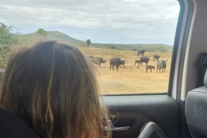 Safari hluhluwe.jpg
