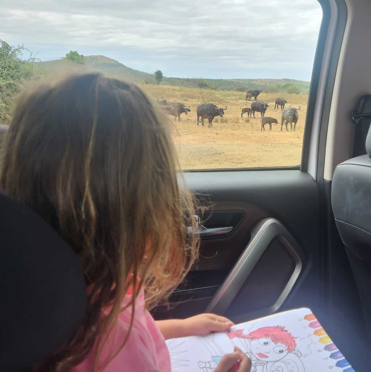 Safari hluhluwe.jpg