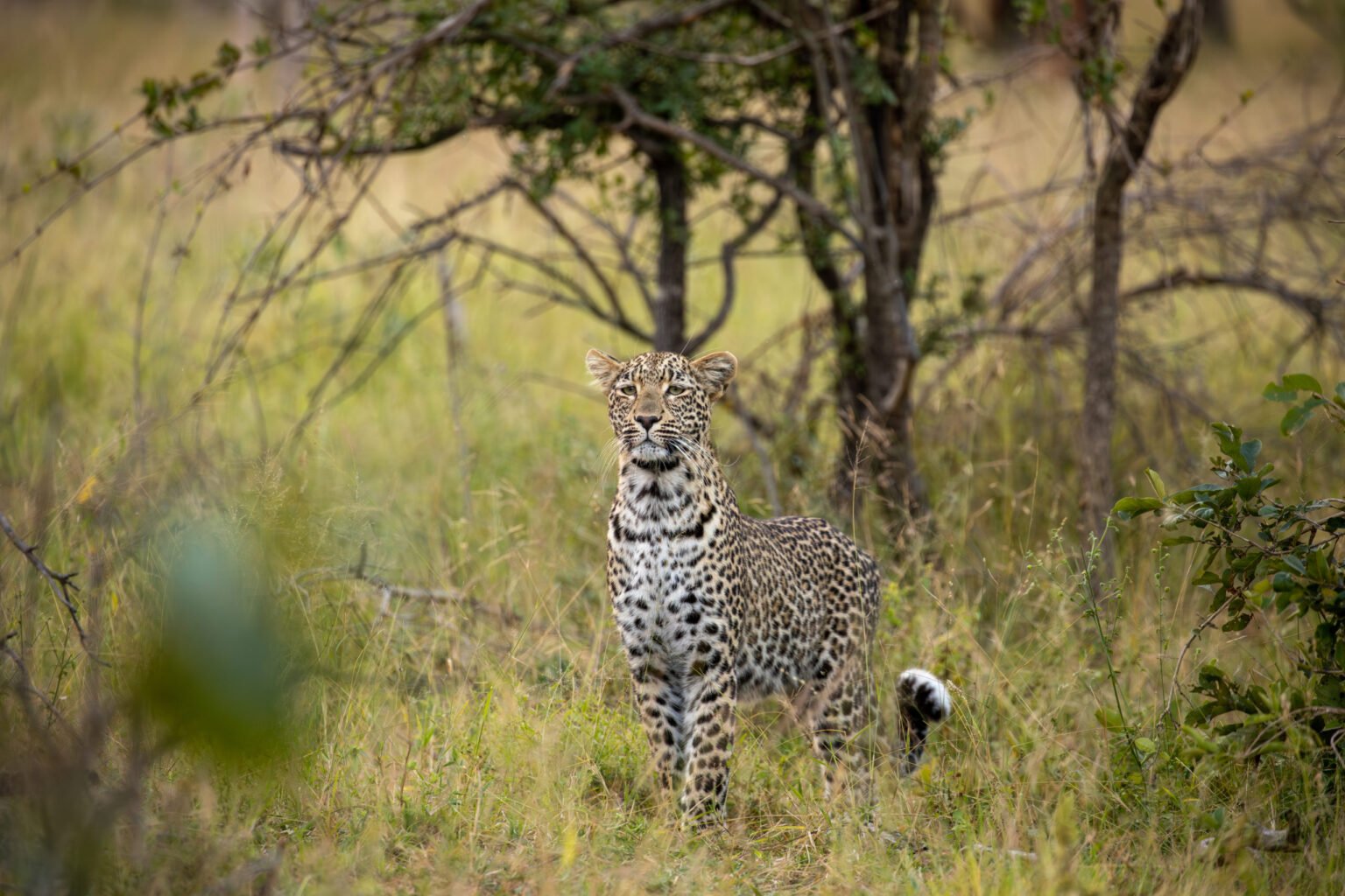 Silvan safari luxury travel sabi sands south africa wildlife leopard langa scaled.jpg