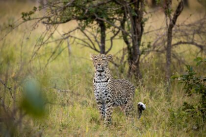 Silvan safari luxury travel sabi sands south africa wildlife leopard langa scaled.jpg