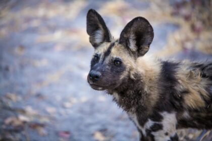 Wild dog closeup.jpg