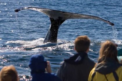 Whale watching.jpeg