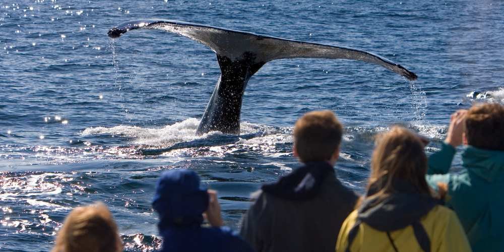 Whale watching.jpeg