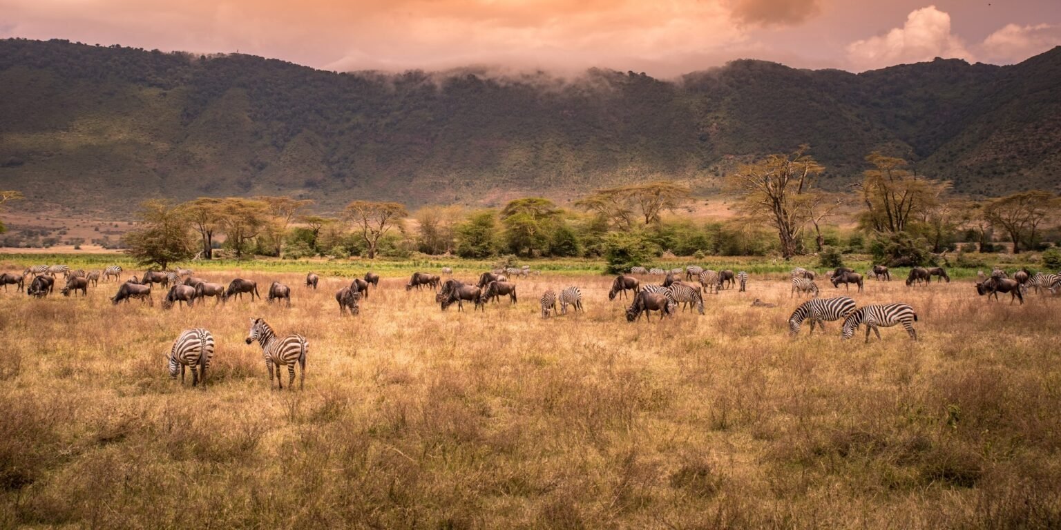 Ngorongoro crater herd of wild animals grazing on grassland edited.jpg