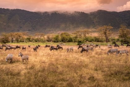 Ngorongoro crater herd of wild animals grazing on grassland edited.jpg